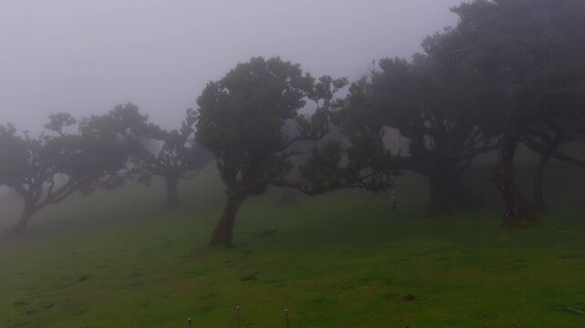 Twisted trees in the fog in Fanal Forest on the Portuguese island of Madeira. The fog settles at this high altitude woodland and makes for dramatic landscape.