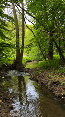 Obraz premium A mountain river flows through a summer forest. Poland.