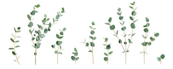 Fototapeta premium Eucalyptus branches.Flat lay photography isolated PNG without shadow. Botanical collection with fresh green leaves. Natural banner for wellness, spa and organic design concept.