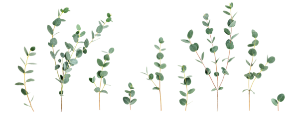 Eucalyptus branches.Flat lay photography isolated PNG without shadow. Botanical collection with fresh green leaves. Natural banner for wellness, spa and organic design concept.