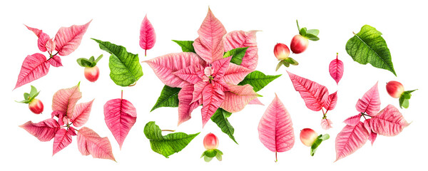 Pink poinsettia leaves and red berries collection banner. Flat lay photography isolated.PNG without shadow. Modern christmas festive design. Eco style. Flat lay, top view .