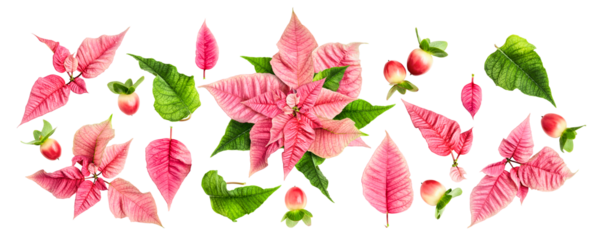 Pink poinsettia leaves and red berries collection banner. Flat lay photography isolated.PNG without shadow. Modern christmas festive design. Eco style. Flat lay, top view .