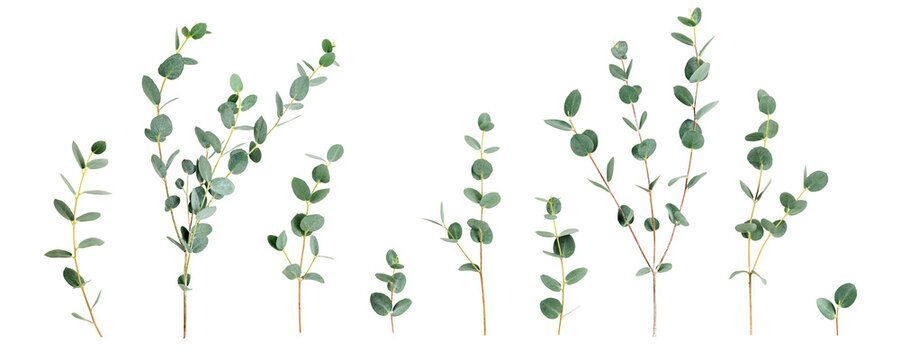 Eucalyptus branches.Flat lay photography isolated PNG without shadow. Botanical collection with fresh green leaves. Natural banner for wellness, spa and organic design concept.