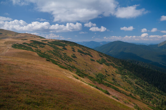 View of a sun-drenched mountain slope with golden grasses meeting patches of dark green vegetation under a bright sky, Latiborska hola, Banska Bystrica Region, Slovakia.