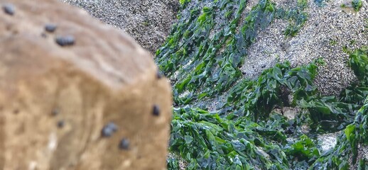 Sea Rocks, Sea Weeds, and Sea Shells on the Alexandria Seashore with Waves, A natural coastal scene from the Alexandria seashore featuring sea rocks, sea weeds, and scattered sea shells