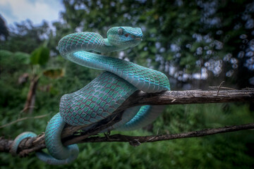 Close-up of a Blue viper snake coiled around a branch, Viper blue insularis staying on the branch waiting for the prey, Trimeresurus insularis Indonesia's pit vipers closeup on branch