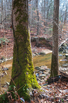 View of vibrant green moss clings to the textured bark of trees beside a gentle stream, creating a serene scene of natural beauty, Scott's Run, Virginia, United States.