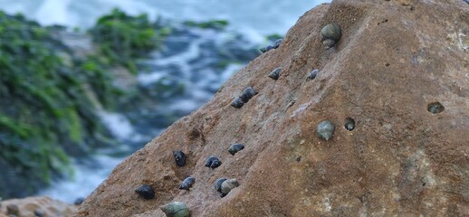 Sea Rocks, Sea Weeds, and Sea Shells on the Alexandria Seashore with Waves, A natural coastal scene from the Alexandria seashore featuring sea rocks, sea weeds, and scattered sea shells