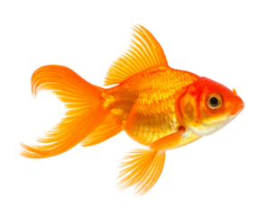   Elegant Goldfish Gliding Smoothly Through Clear Still Water, Side View