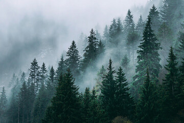 dense evergreen forest shrouded in atmospheric fog