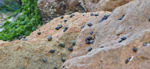 Sea Rocks, Sea Weeds, and Sea Shells on the Alexandria Seashore with Waves, A natural coastal scene from the Alexandria seashore featuring sea rocks, sea weeds, and scattered sea shells