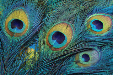 Fototapeta premium close up of iridescent peacock feathers displaying vibrant blues greens and gold