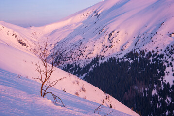 View of slopes painted in hues of pink and purple light, with a lone tree standing against the snowy expanses, Rovna hola, Banskobystricky kraj, Slovakia.