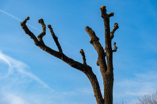 tree with heavily pruned branches against clear blue sky, cuts from crown reduction, stark silhouette bare limbs in winter or early spring, winter gardening, pruning, maintenance urban or park trees