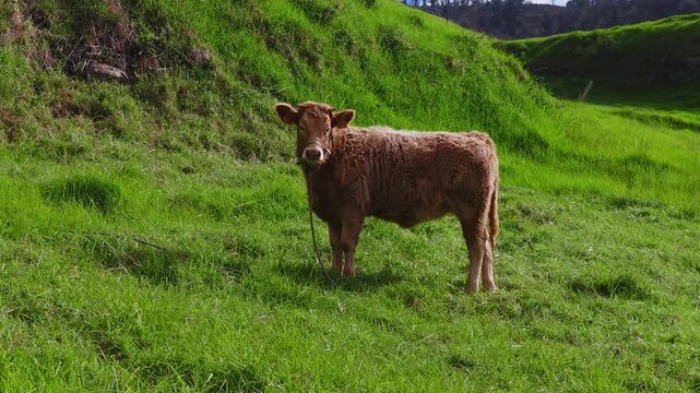 A young brown cow stands tethered on terraced grass in Madeira, Portugal. The animal faces the camera, chews, and holds still in soft daylight with close framing.