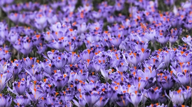 spring crocuses sway in the wind