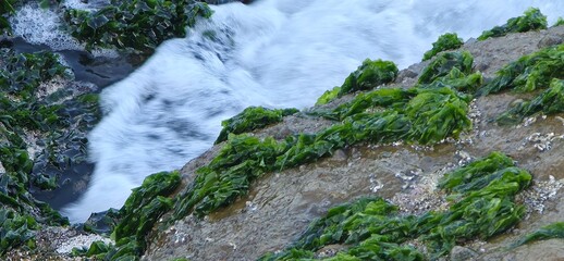 Sea Rocks, Sea Weeds, and Sea Shells on the Alexandria Seashore with Waves, A natural coastal scene from the Alexandria seashore featuring sea rocks, sea weeds, and scattered sea shells