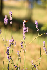 Close-up texture of blooming lavender flowers in a natural field, with honeybees and insects actively pollinating the vibrant purple spikes. Soft summer light creates a dreamy, aromatic background per