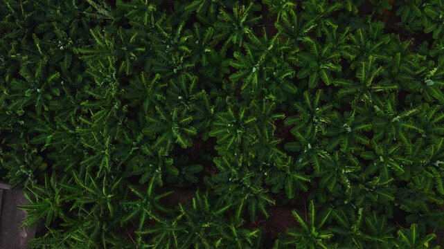 Drone moves overhead across banana plantation in Madeira, Portugal, showing repeating rows, concrete path, and vine covered roof in soft low angle light.