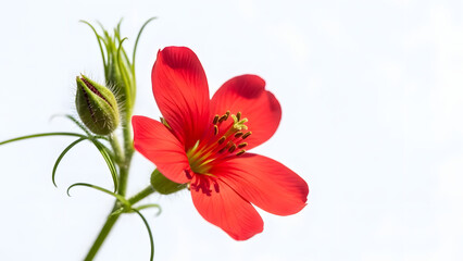 bouquet of red tulips