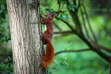 Cute squirrel climbing a tree in the forest