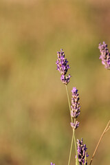 Close-up texture of blooming lavender flowers in a natural field, with honeybees and insects actively pollinating the vibrant purple spikes. Soft summer light creates a dreamy, aromatic background per