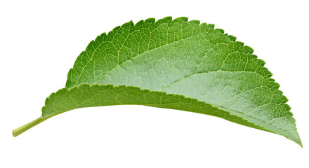 Green apple leaf isolated on transparent background. Leaves apple PNG