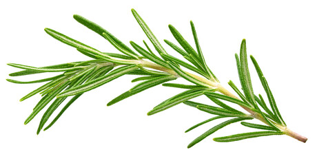 Fototapeta premium Fresh green rosemary isolated on a white background