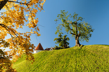 Bauska Castle hill with cannons framed by golden autumn maple leaves