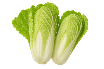 Fresh napa cabbage heads showing vibrant green leaves and firm white stalks, healthy raw food ingredient on transparent background