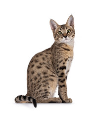 Cute young adult brown cat, sitting up side ways on an edge. Looking curious towards camera. Isolated on a white background.