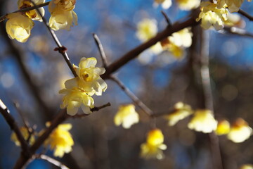 神奈川の寄ロウバイ園の、早春を告げるロウバイ