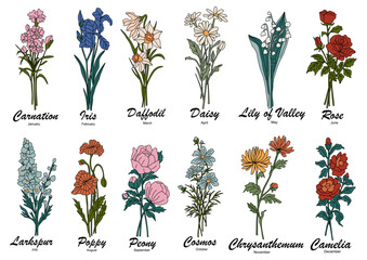 Fototapeta premium A hand drawn botanical illustration chart of birth month flowers. Colored outline sketch style vector drawings isolated on transparent background