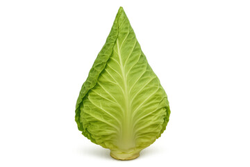 Fototapeta premium Pointed sweet cabbage vegetable standing upright, fresh green food ingredient for healthy eating on transparent background