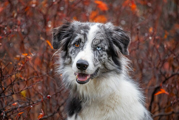 Blue merle border Collie