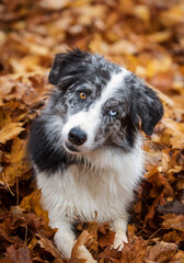 Blue merle border Collie