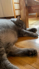 Fat gray cat sleeping on wooden floor near rustic chair in cozy home interior, peaceful domestic pet relaxing in warm sunlight