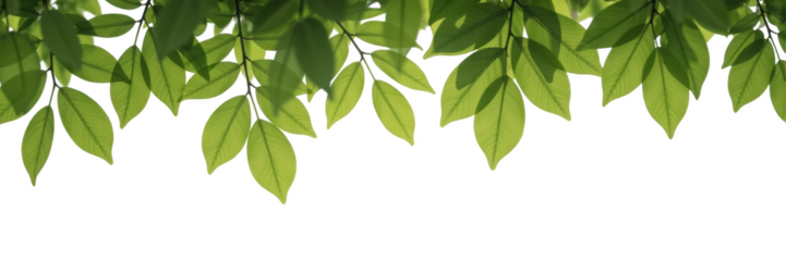 Lush green leaves create vibrant and refreshing atmosphere, perfect for nature themed designs and backgrounds