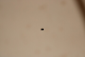 Spider hanging on a thin web in a bright environment during daylight hours
