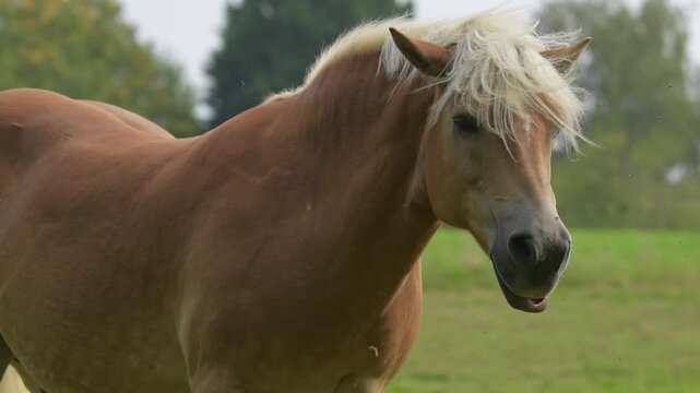 Brown Haflinger horse standing in a meadow on a pasture in the rural countryside shaking off flies during summer in Germany, Europe