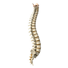 Human Spine image with Transparent Background