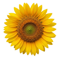 Fototapeta premium A bright and cheerful sunflower with yellow petals and a green center isolated on transparent background isoleted in a transeparent background