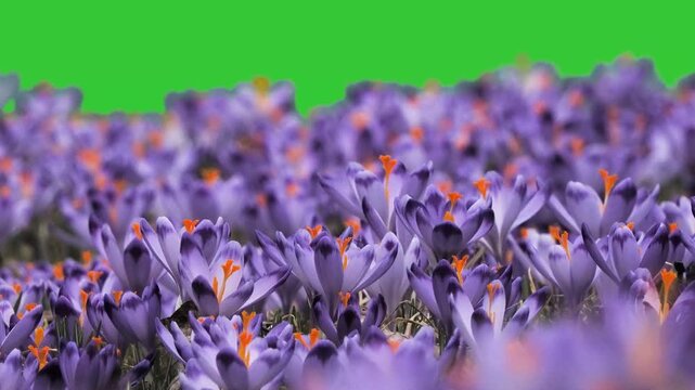 first flowers of spring, saffron, green screen