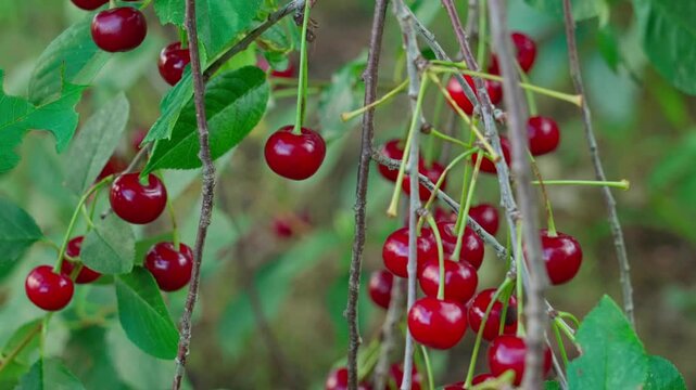 Thin branches stretch outward, covered with green foliage. Between the leaves hang bright, glossy cherries, like ruby droplets. Close-up shot.