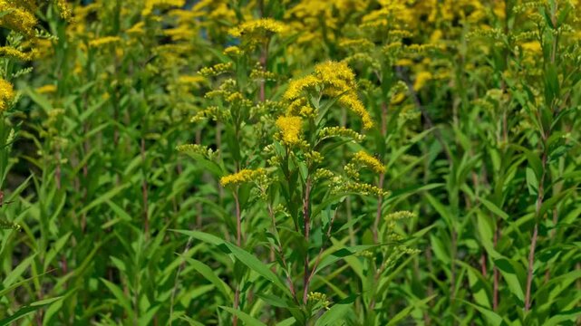 On the tall stems of Canadian goldenrod (Solidago canadensis) with green leaves and yellow flowers. A close-up shot, swaying in the wind.