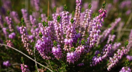 Fototapeta premium Close-up of vibrant pink heather clusters