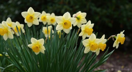 Obraz premium Cluster of pale yellow daffodils with bright yellow centers, surrounded by vibrant green foliage