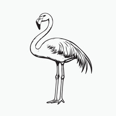 vector illustration of a flamingo