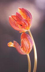 Piękne, czerwone Tulipany wyizolowane z tła, tapeta, dekoracja, zaproszenie.