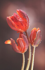 Piękne, czerwone Tulipany wyizolowane z tła, tapeta, dekoracja, zaproszenie.